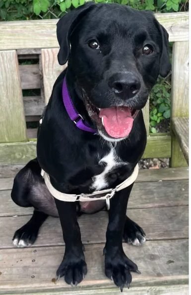 A happy black dog sitting on a wooden bench
