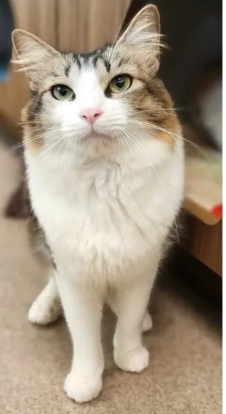 A white and tabby cat standing indoors