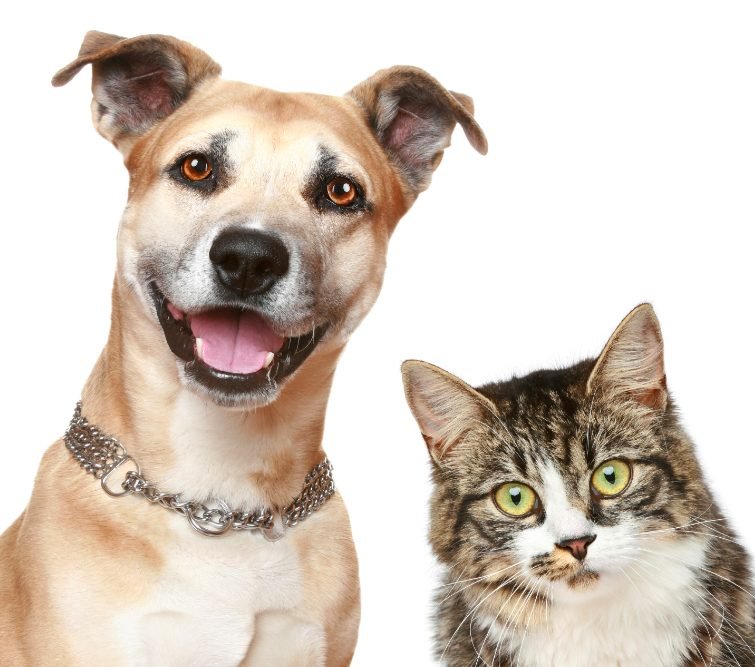 A tan dog and a tabby cat side by side