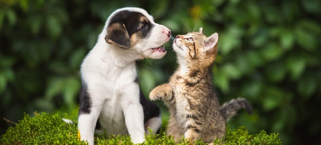 A puppy and a kitten meeting nose to nose on green moss